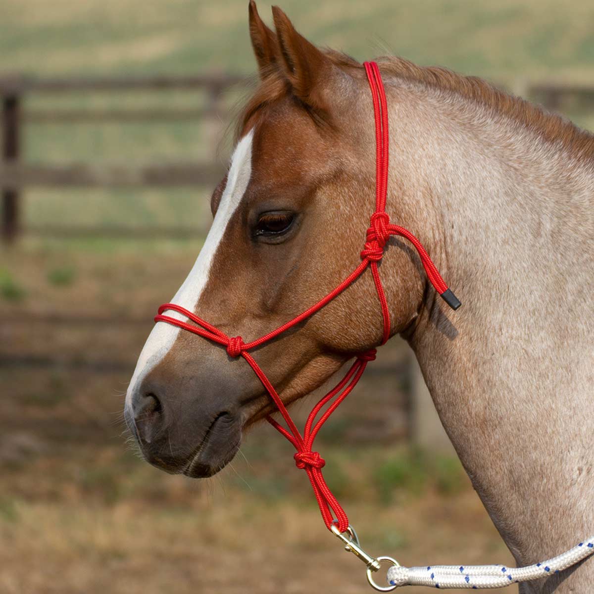 BUSSE Rope Halter SMOOTH 2 red Shetty