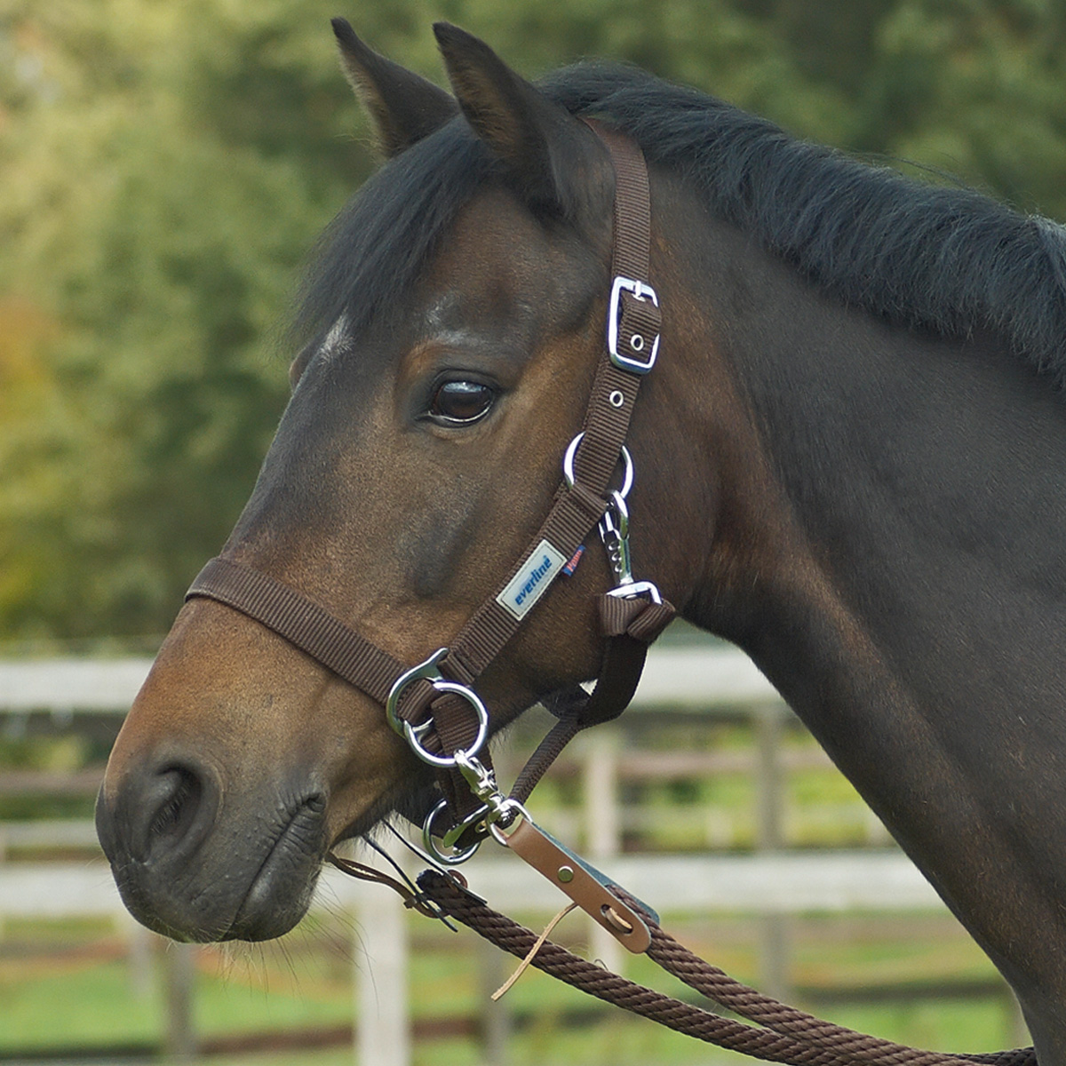 BUSSE Headcollar RIDING black FULL