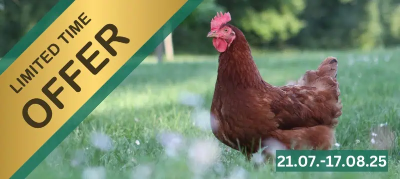 Chicken wellbeing - Saleweeks