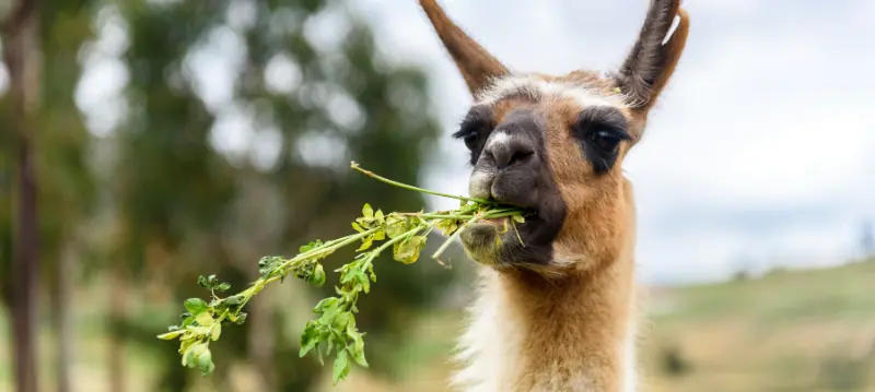 Llama Food