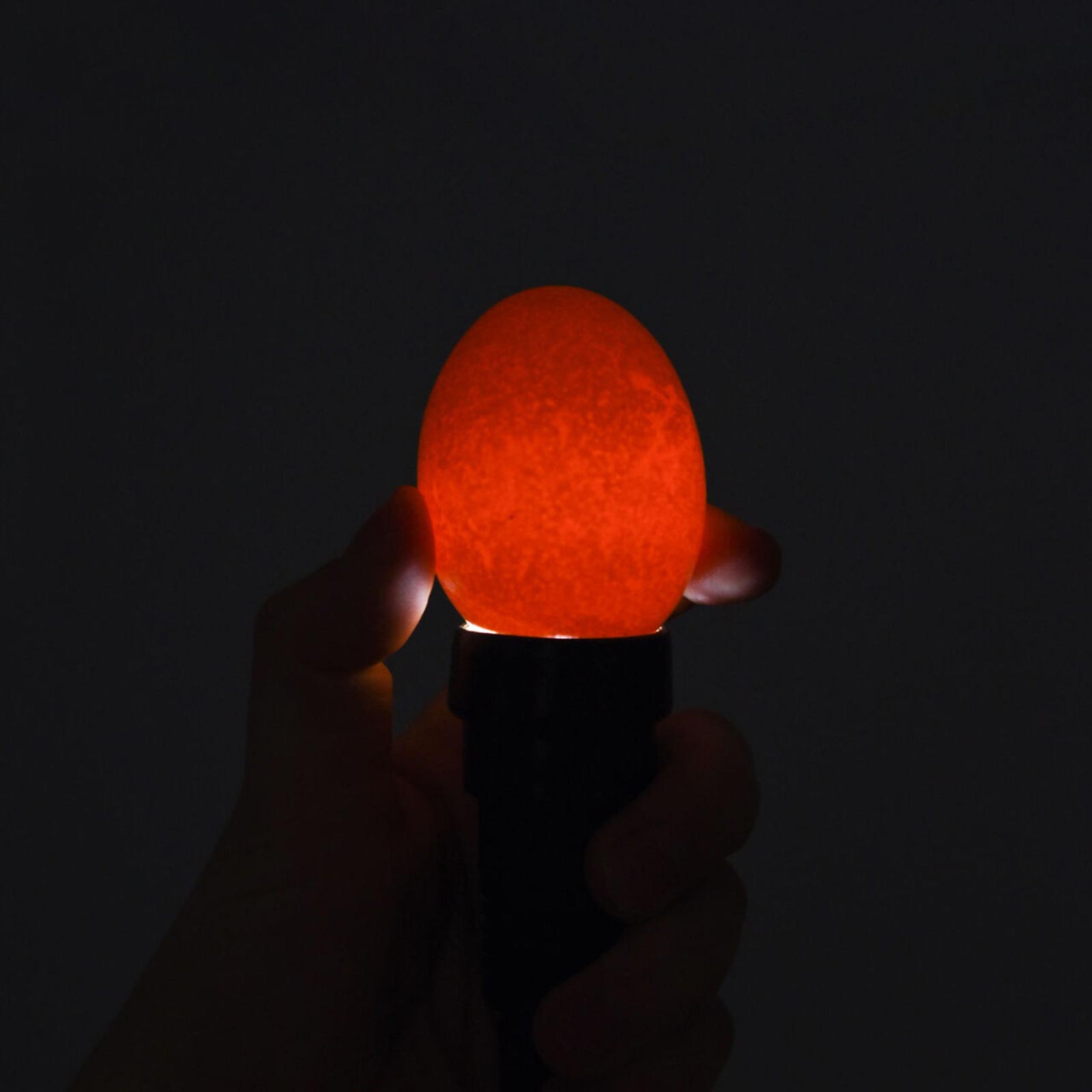 LED-Egg Candling Lamp