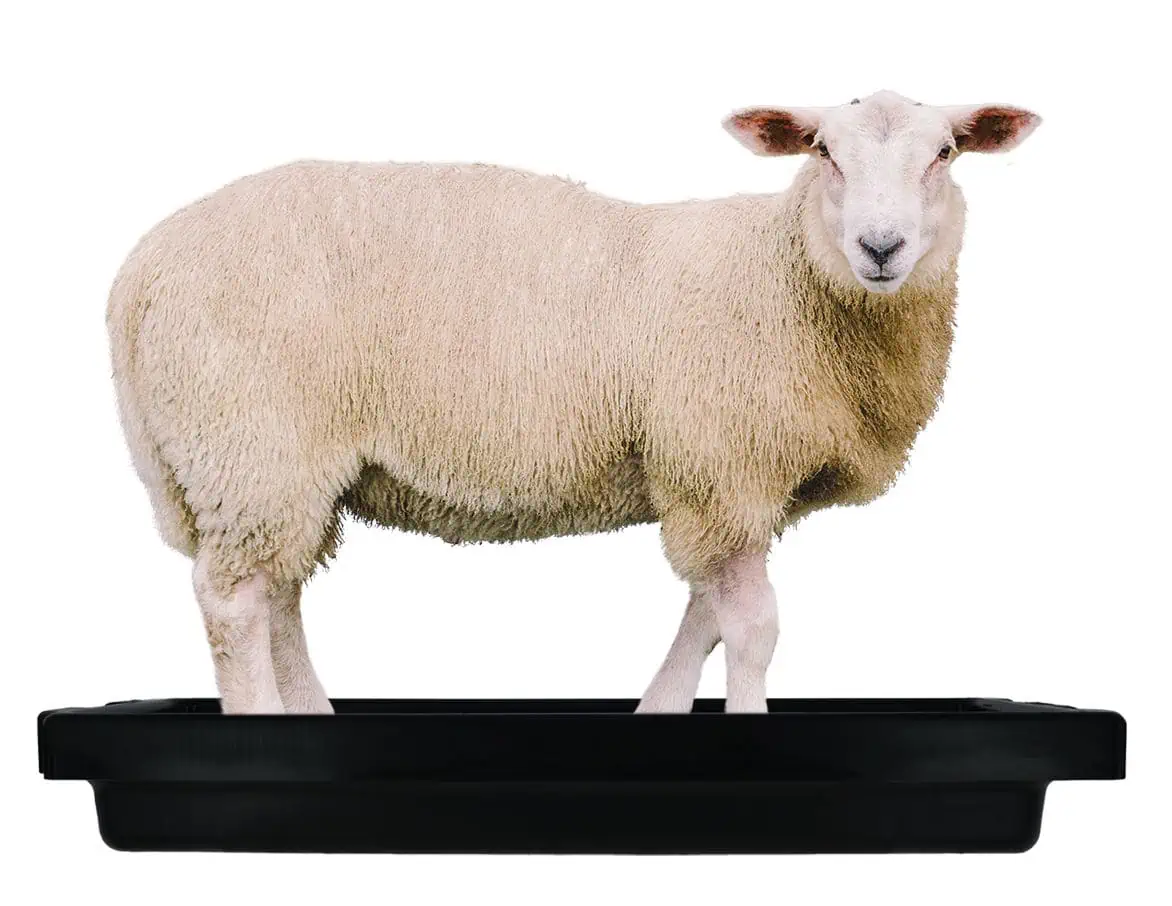 Footbath SuperKombi Mini, for sheep