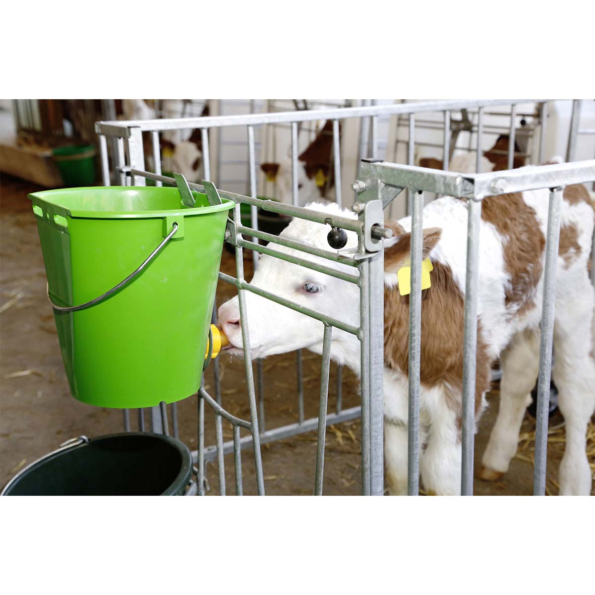 Calf feeding bucket with hygienic valve and teat
