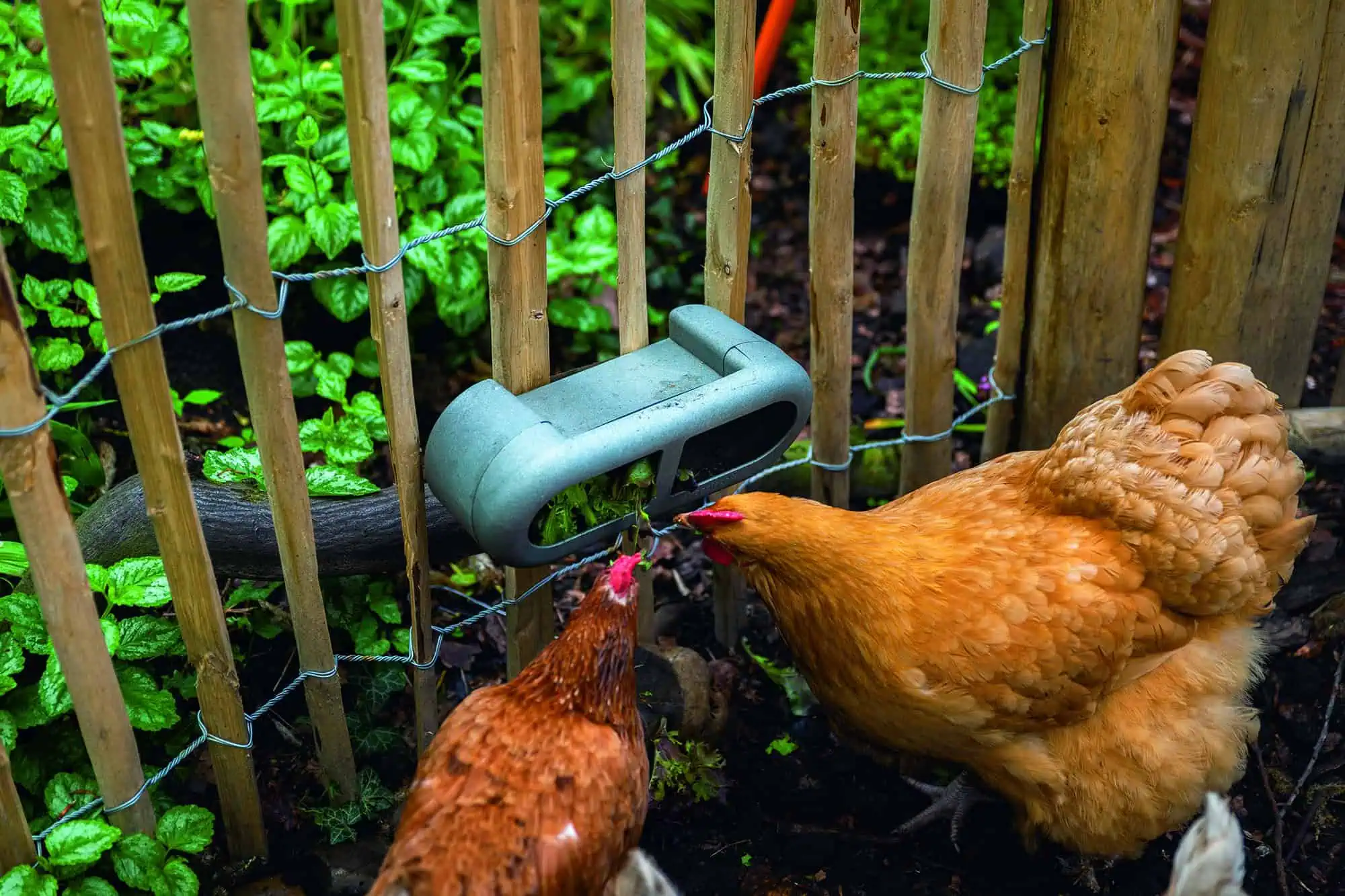 Beeztees Chicken Feeder