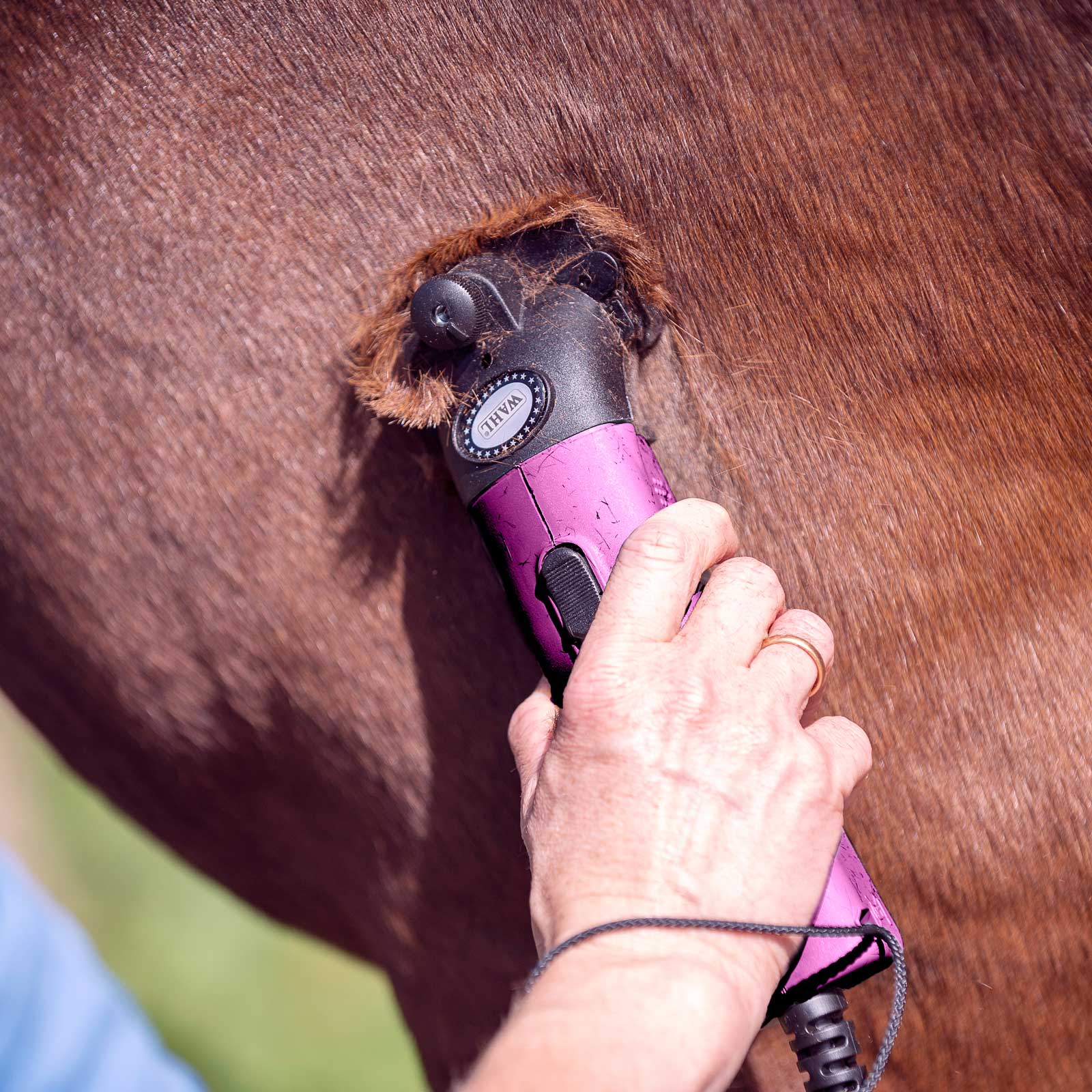 Wahl Star Horse Clipper pink