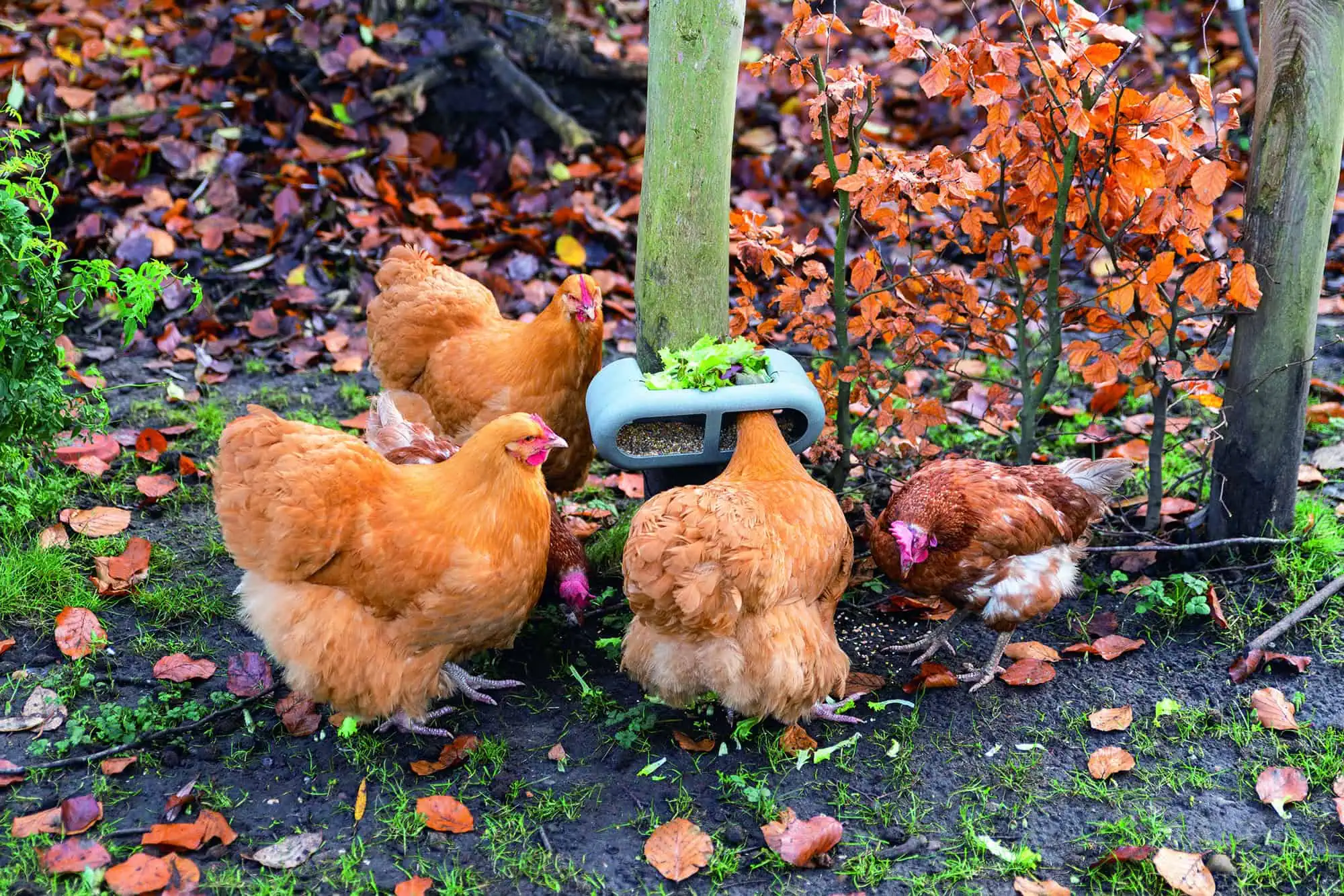 Beeztees Chicken Feeder