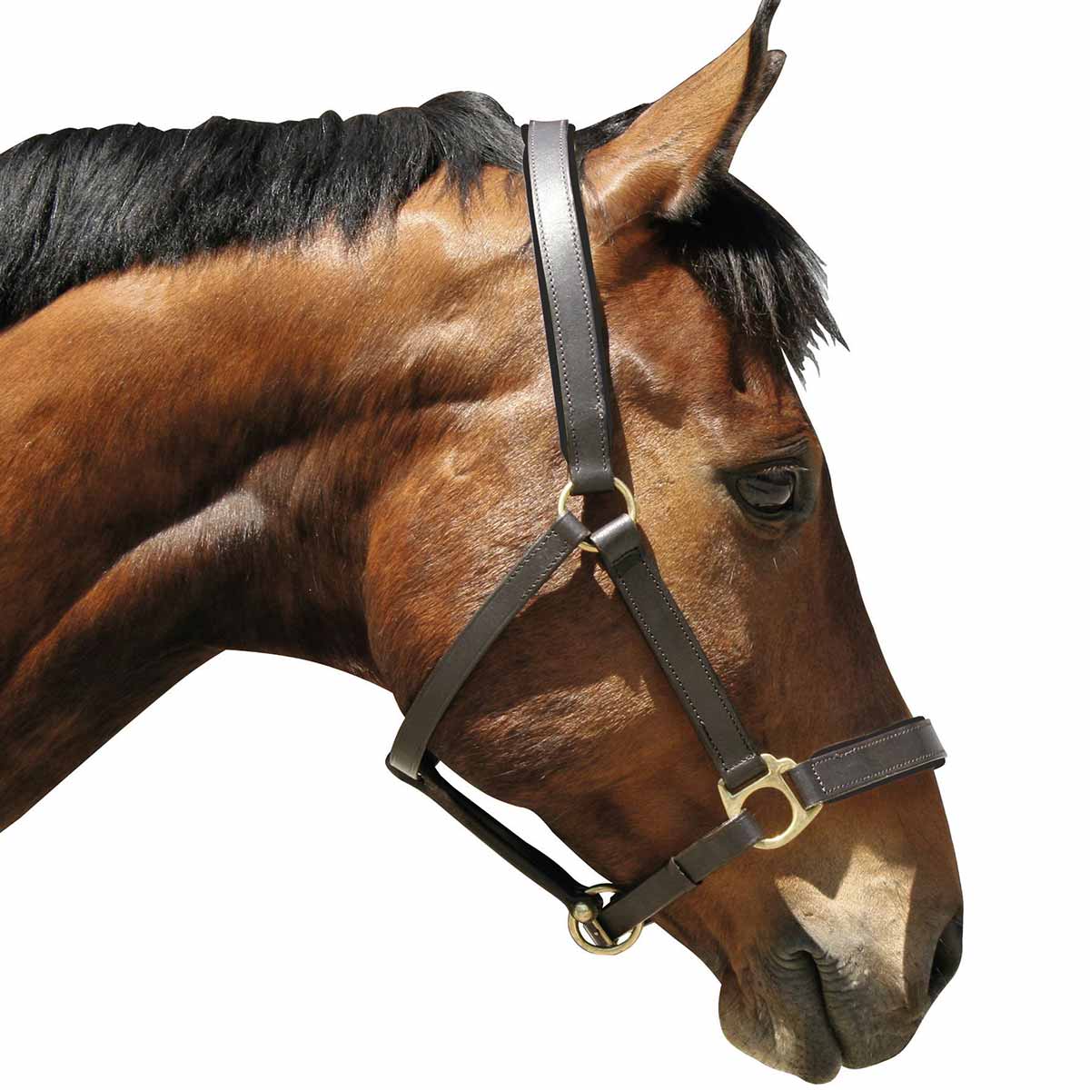 Horse Head-Collar Eco Leather brown Pony