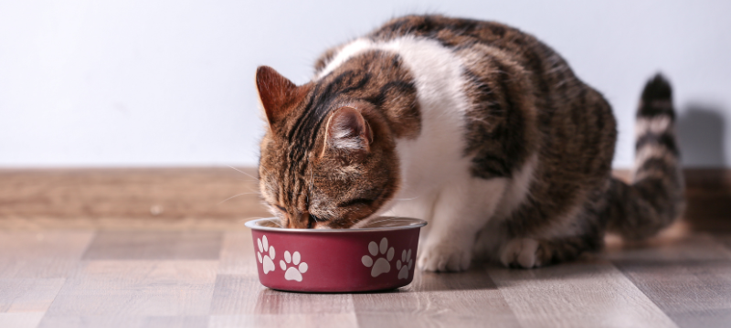 Cat Feed