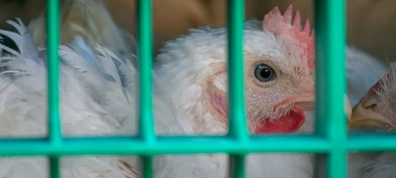 Poultry Transport Box