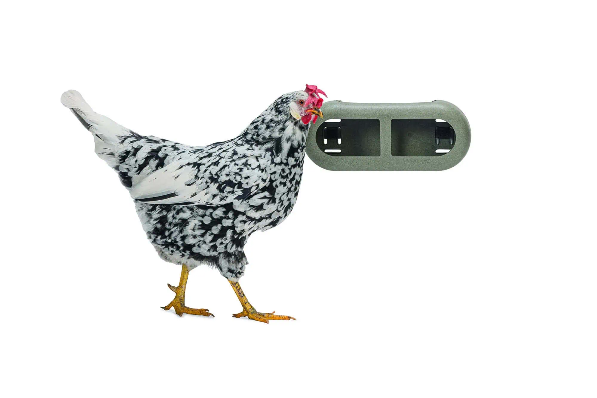 Beeztees Chicken Feeder