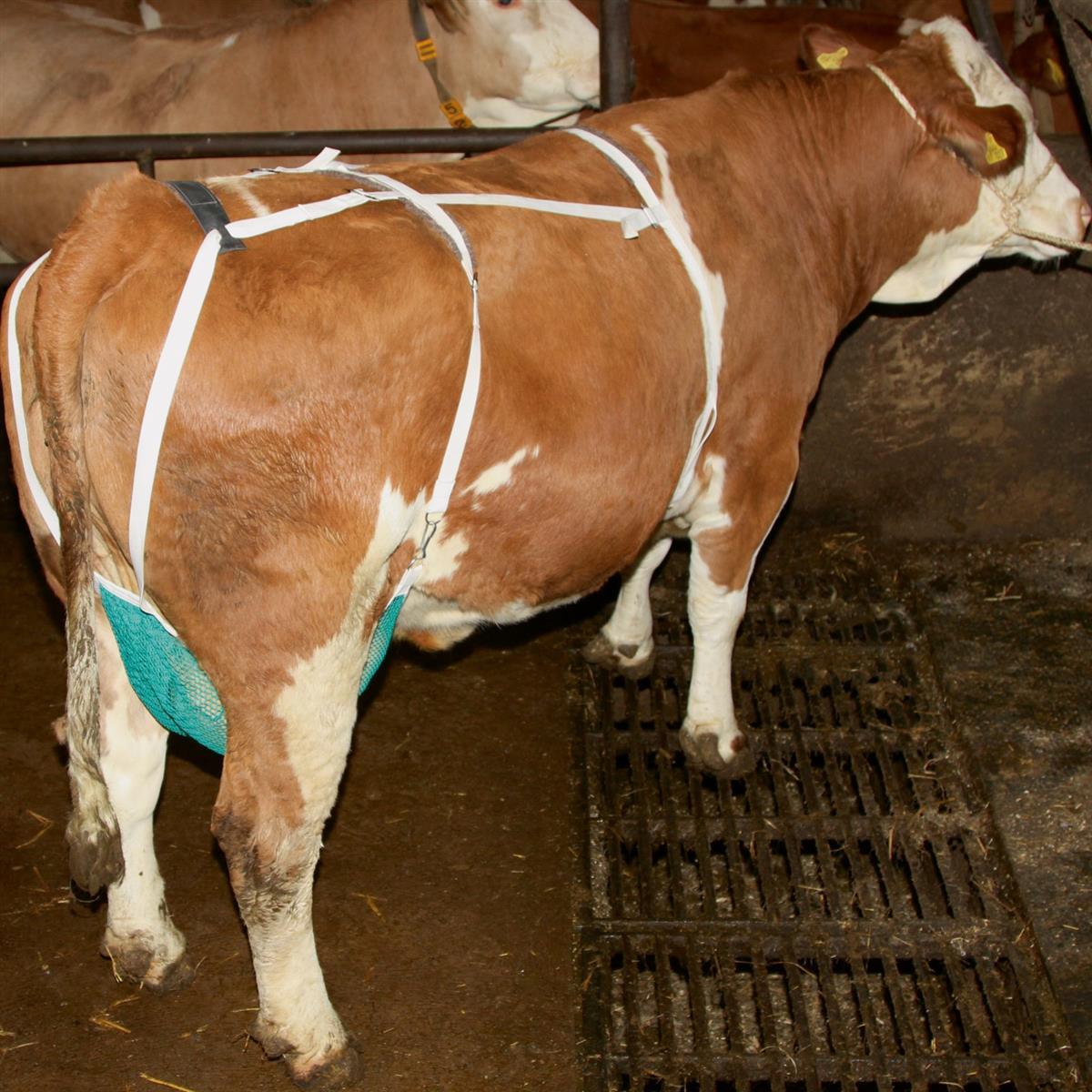 Udder protection net L
