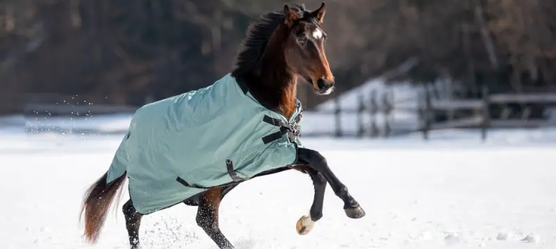 Winter Blanket Horse