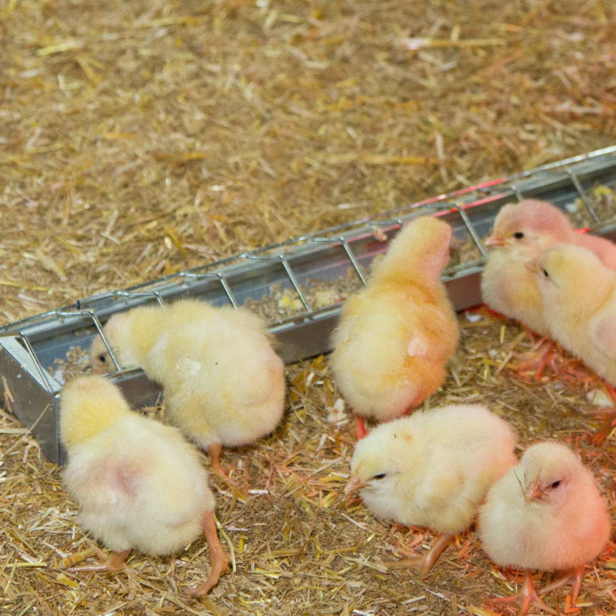 Feeder for chicks  galvanized 50 x 7cm