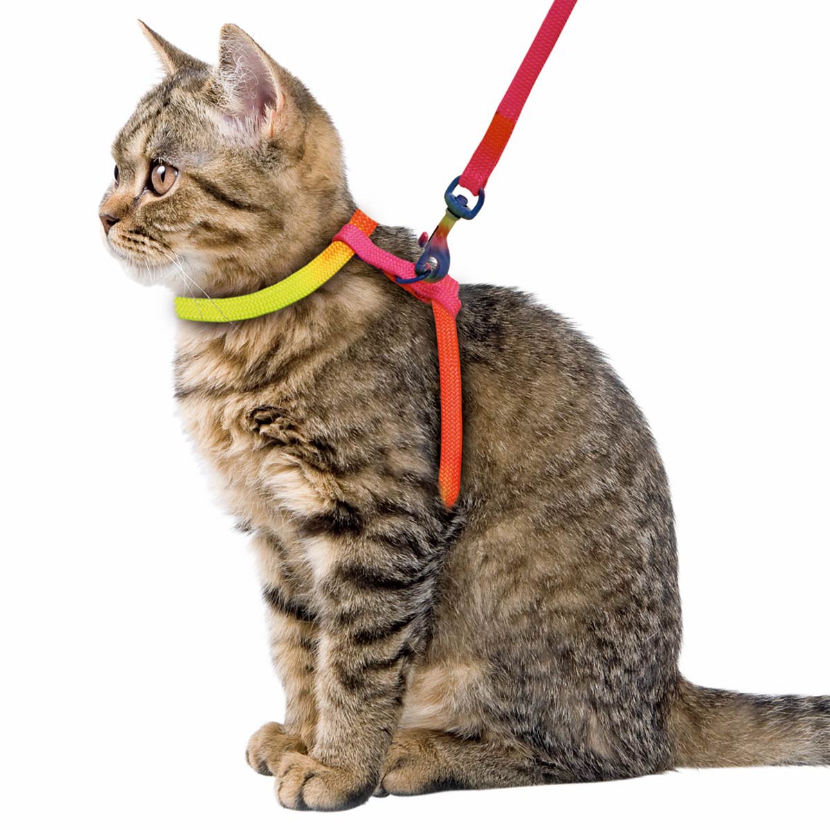 RAINBOW harness-set for cats 10 mm / 120 cm