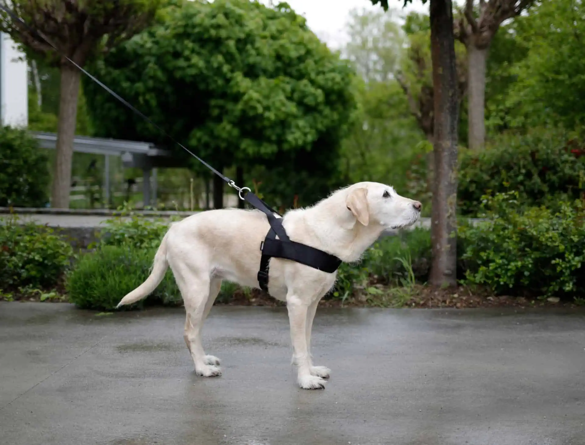 MIAMI PLUS dog harness Grith 60-75cm