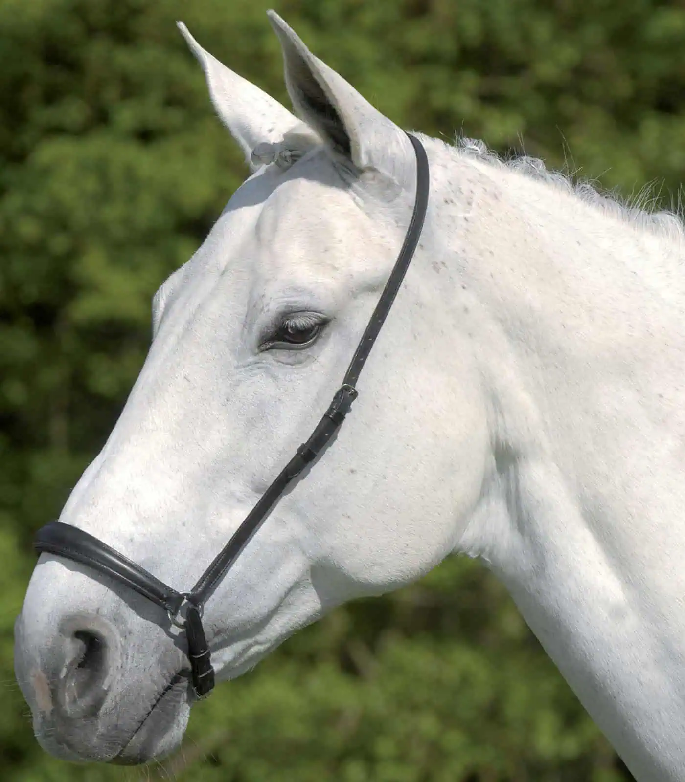 Waldhausen S-Line Drop Noseband black COB