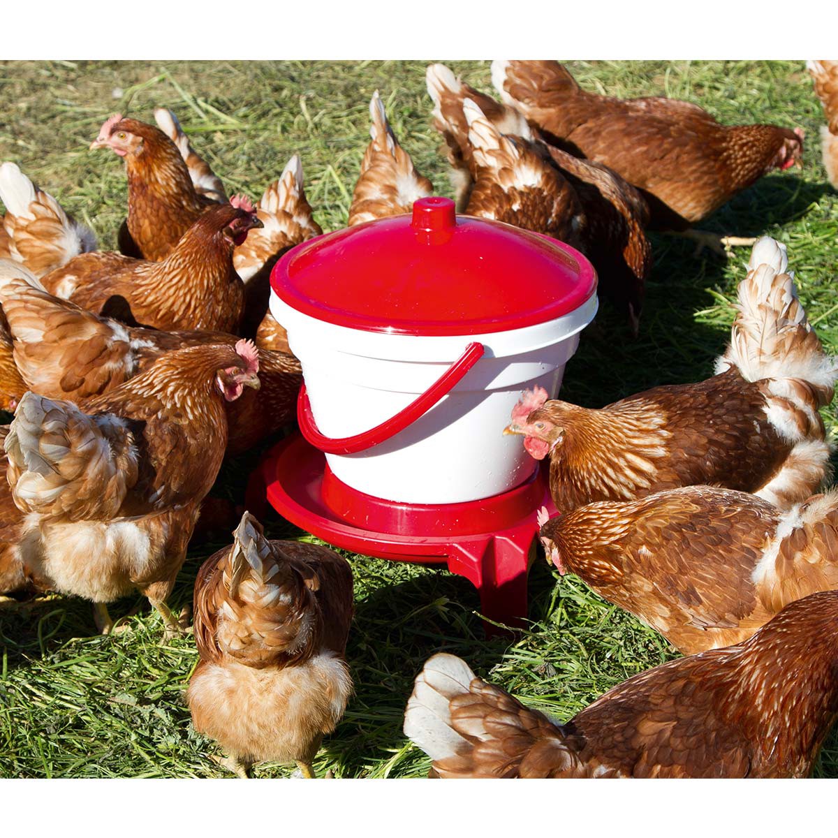 Waterer for poultry