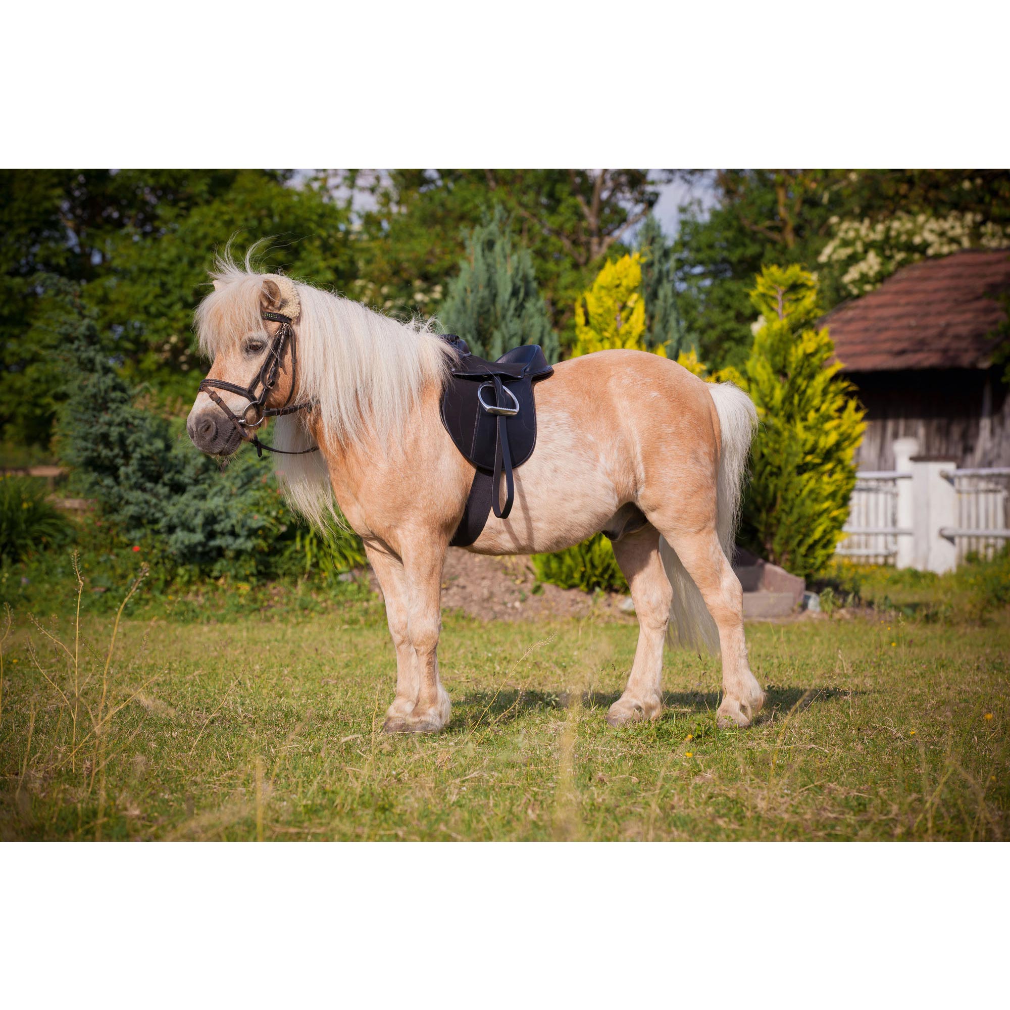Saddle-Set Pony, Economy black 15'', 21mmx110 cm