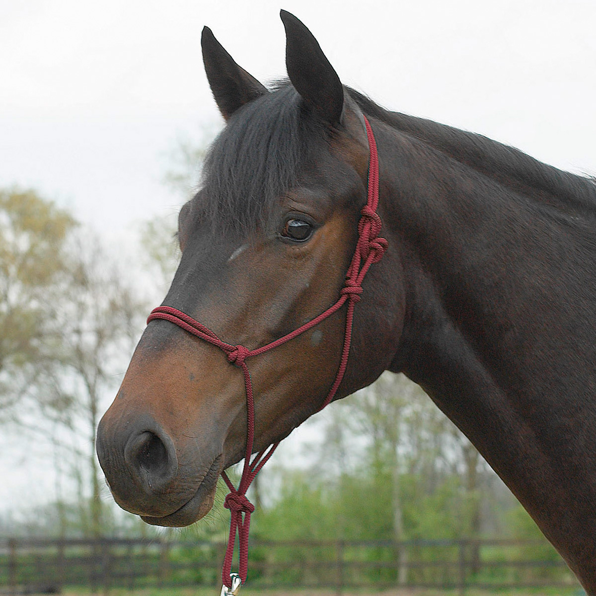 BUSSE Rope Halter STANDARD bordeaux FULL