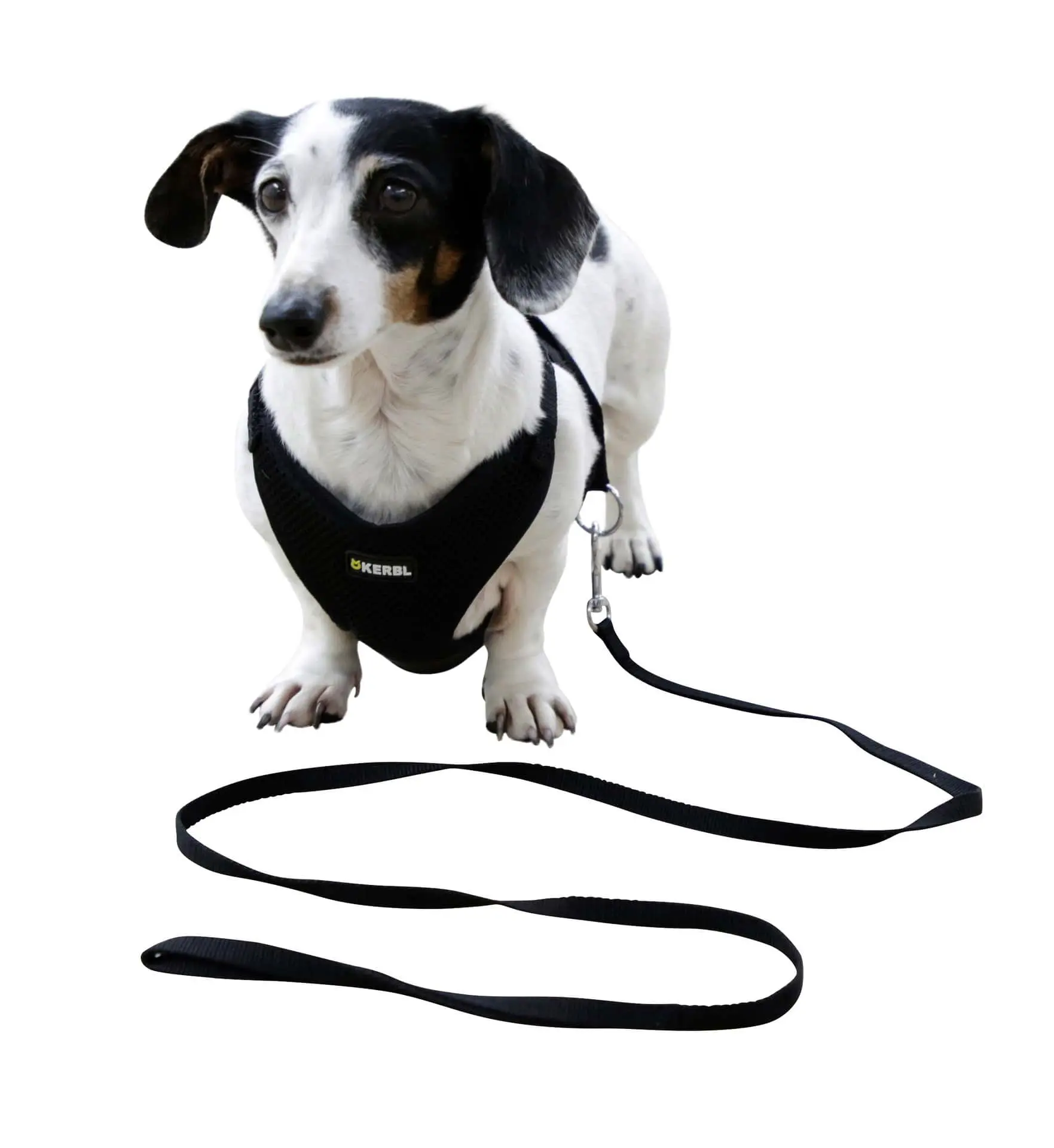 Puppy Harness with Leash, black, 24 - 44 cm/10 mm