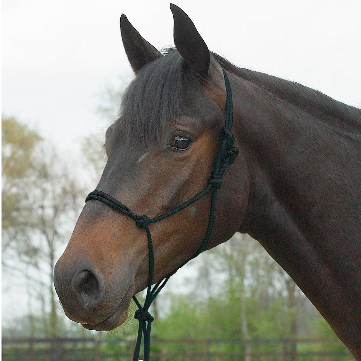 BUSSE Rope Halter STANDARD black COB