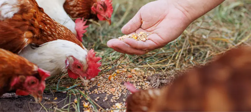 Chicken feed Grain mixtures