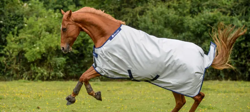 Outdoor Blanket Horse