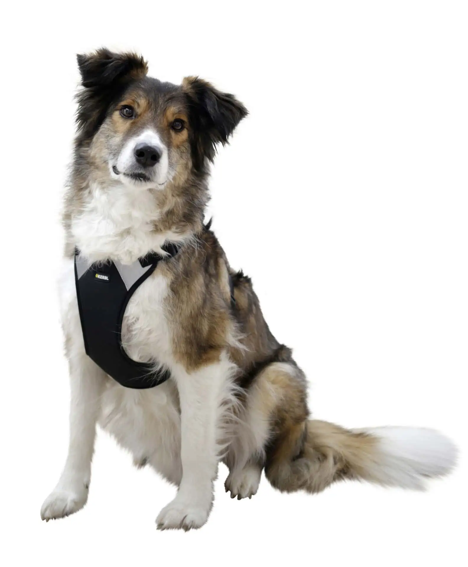 Dog Harness Pulsive, black, 36-50 cm, 46-60 cm