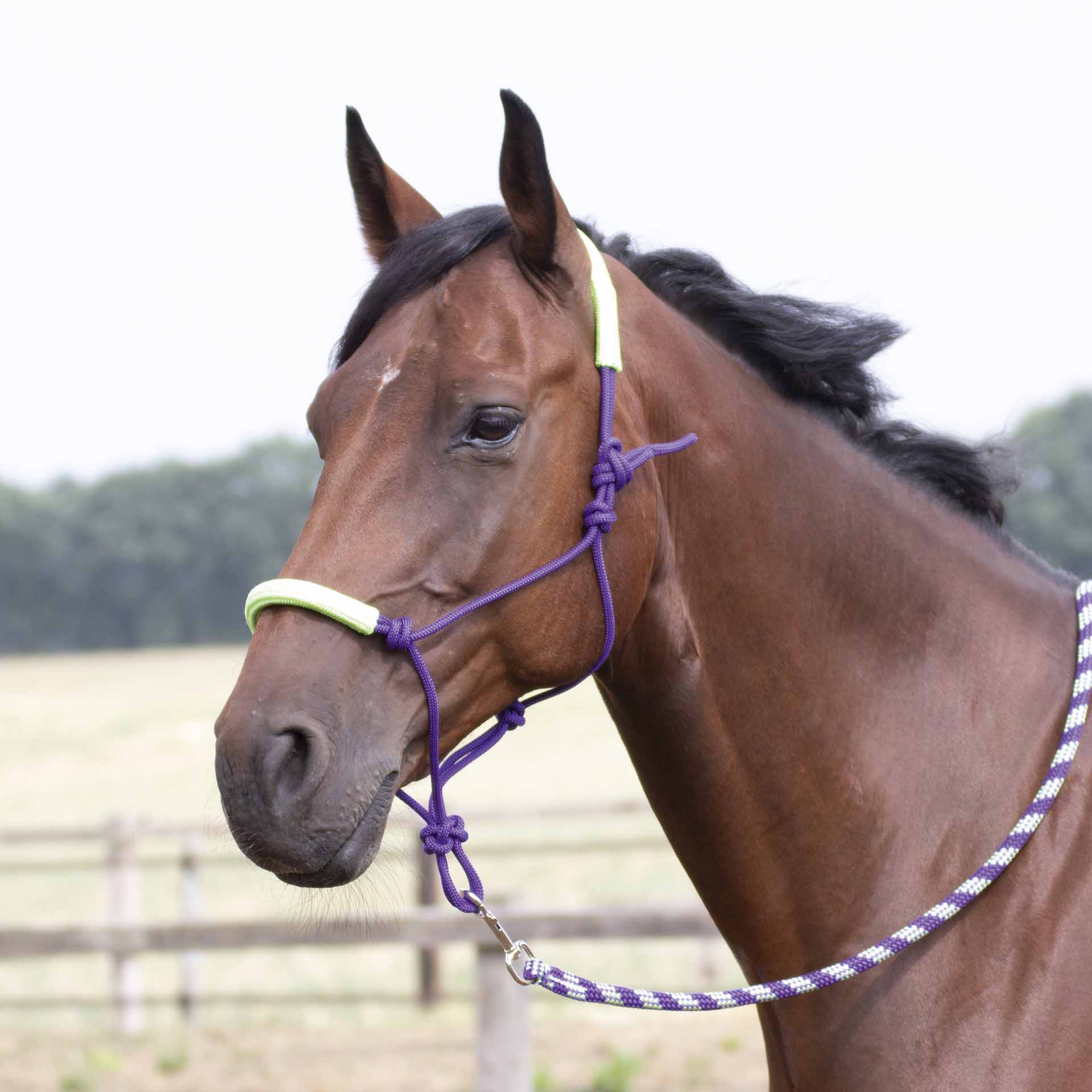 BUSSE Rope Halter-Set TWO-TONE FULL lila/lime