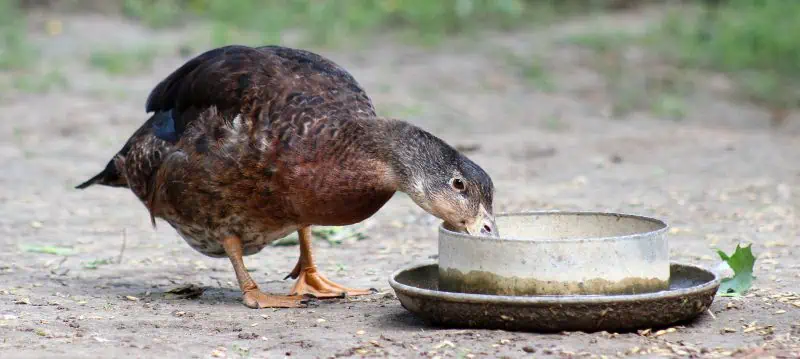 Duck Feed