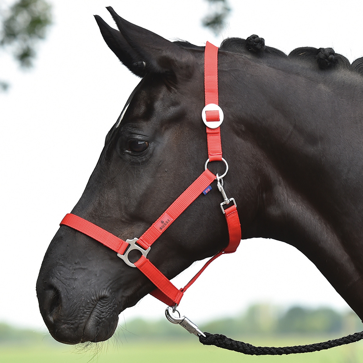 BUSSE Headcollar HANSA red COB