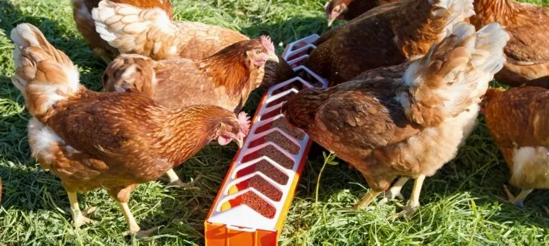 Poultry Troughs