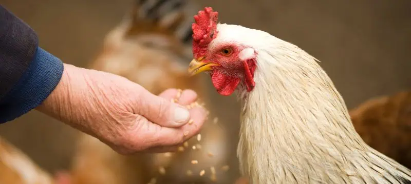 Chicken Feed