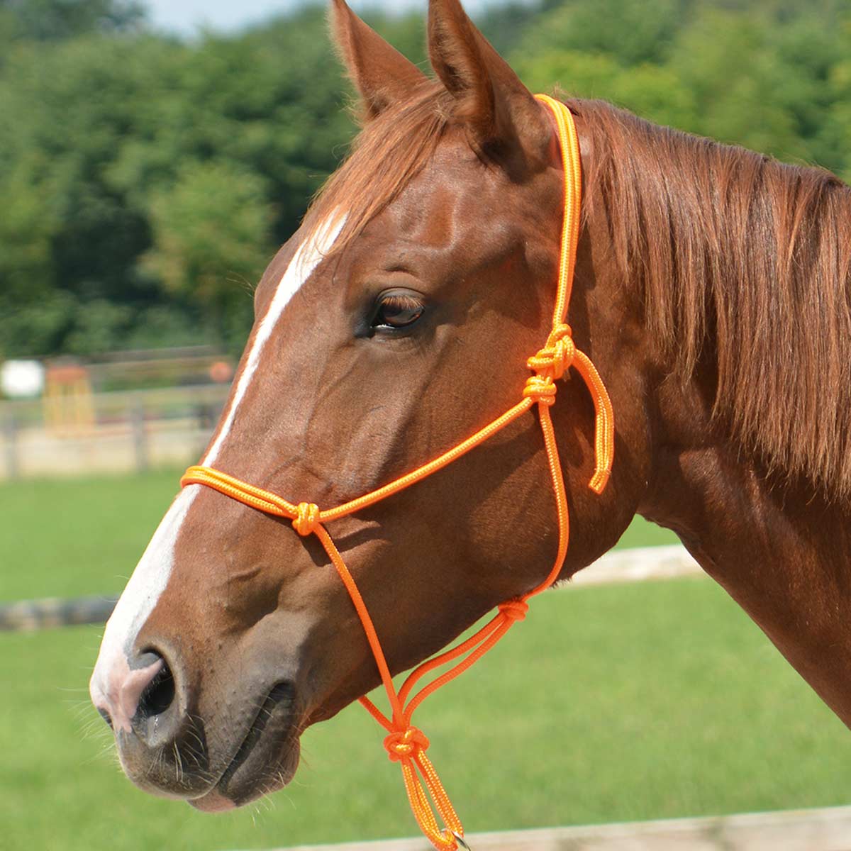 BUSSE Rope Halter SMOOTH 2 orange Shetty