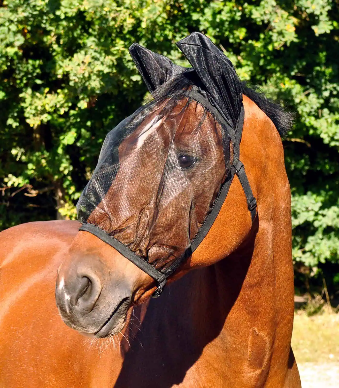 Anti Fly Bonnet Basic, with Ear Protection black Pony