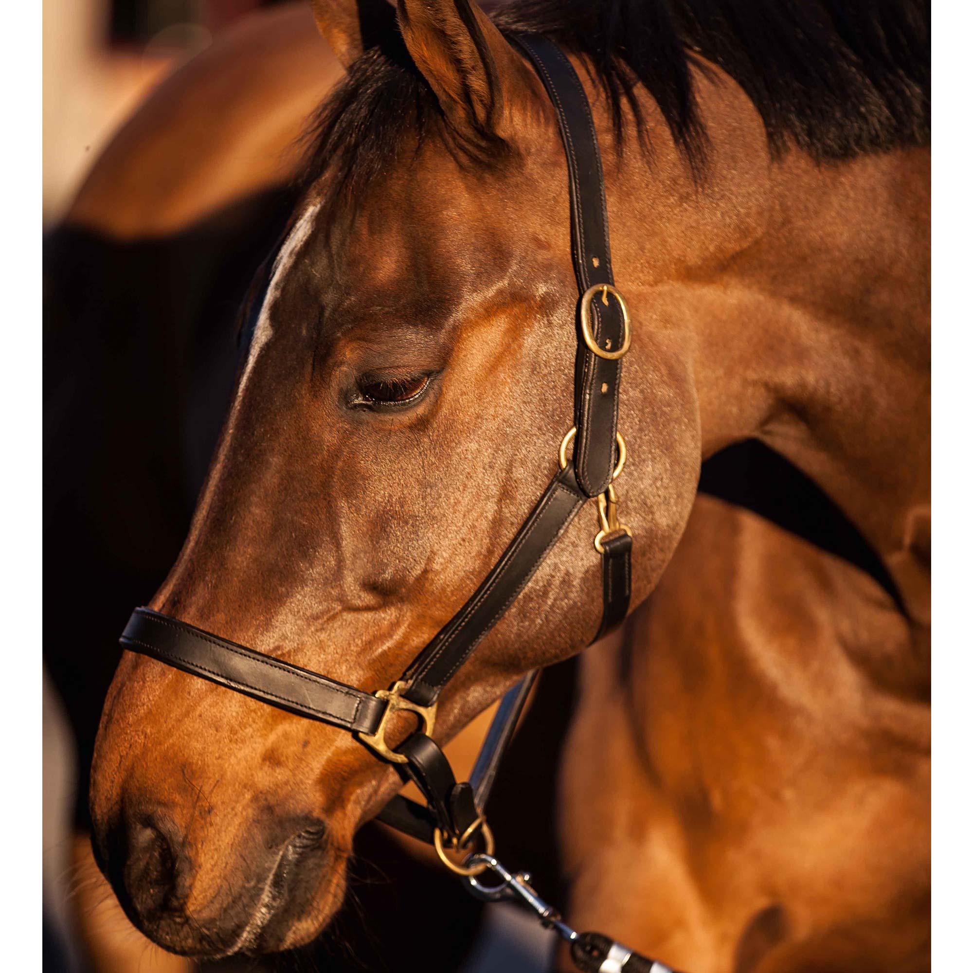 Horse Head-Collar Eco Leather black Pony