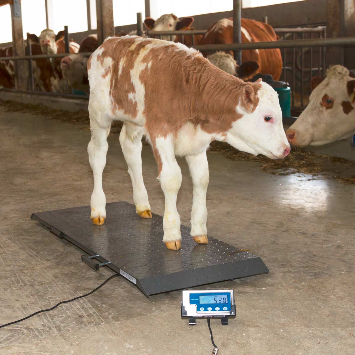 Platform animal Scale PS 1000 up to 500 kg