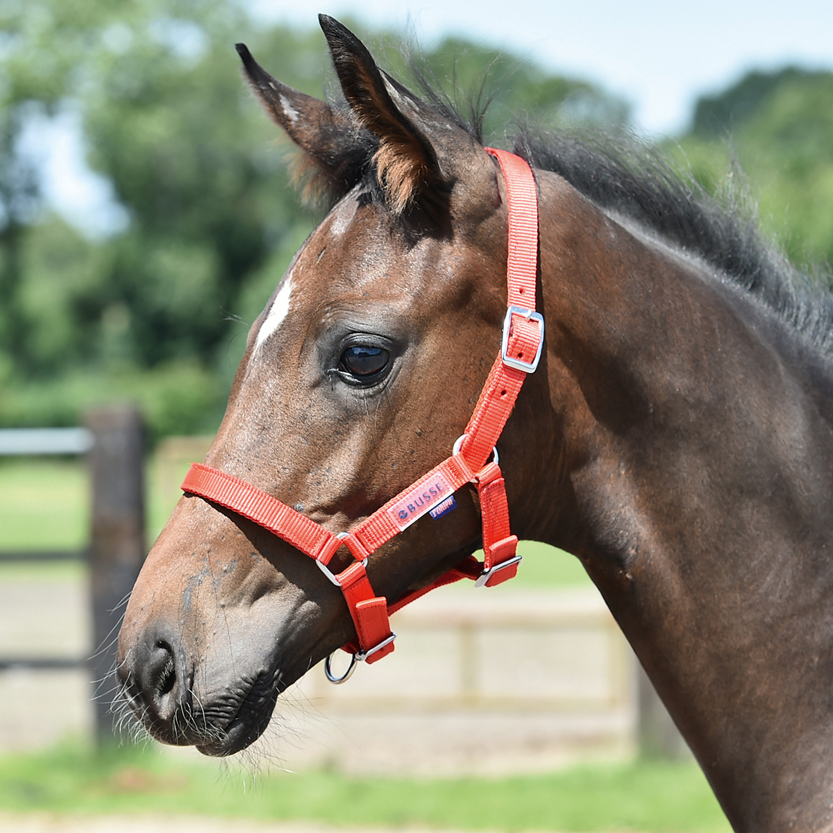 BUSSE Headcollar FOHLEN