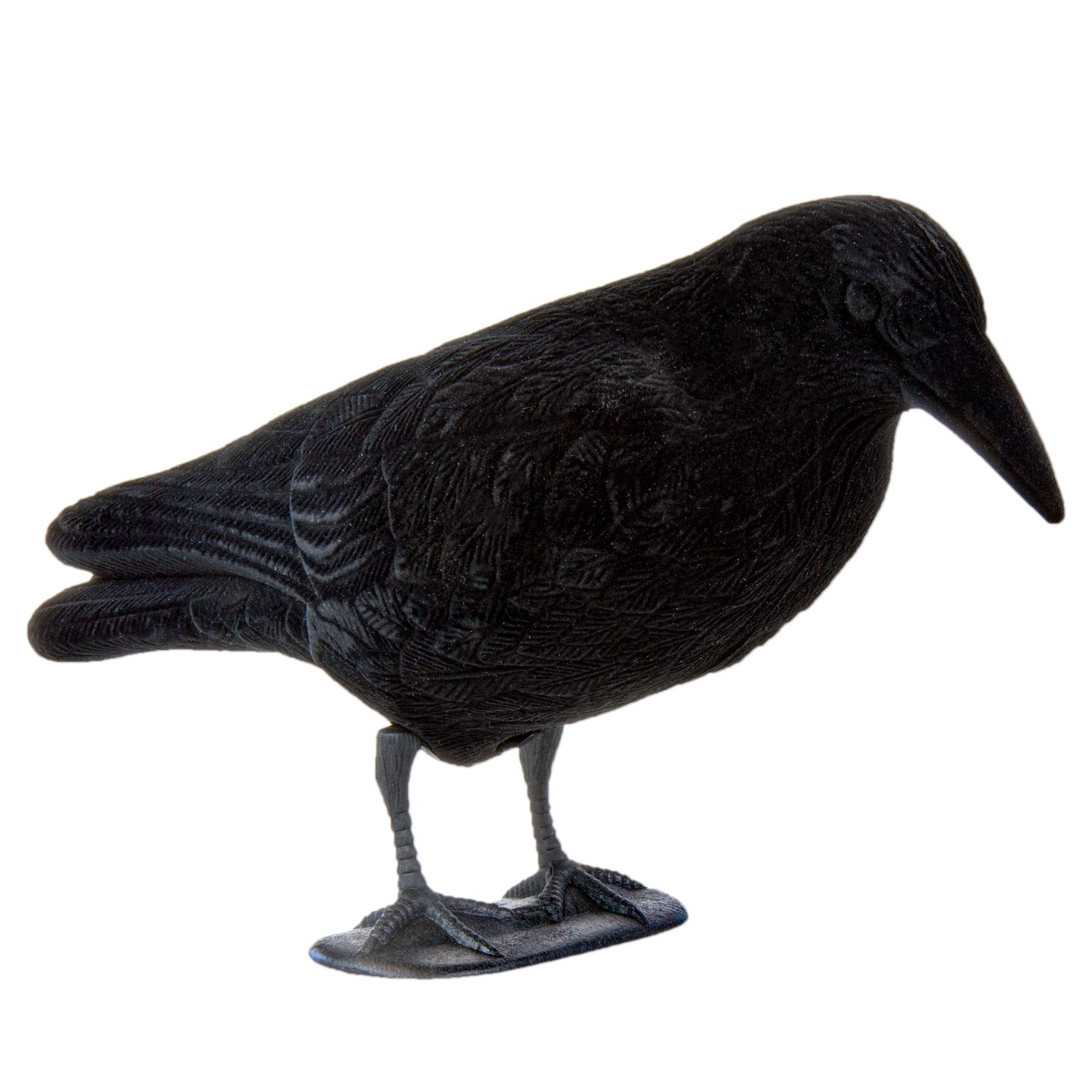Flocked Full Body Curly Crow