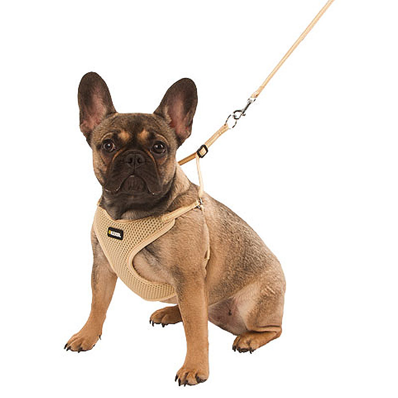 Puppy harness with rope, beige, 24-44cm / 10mm