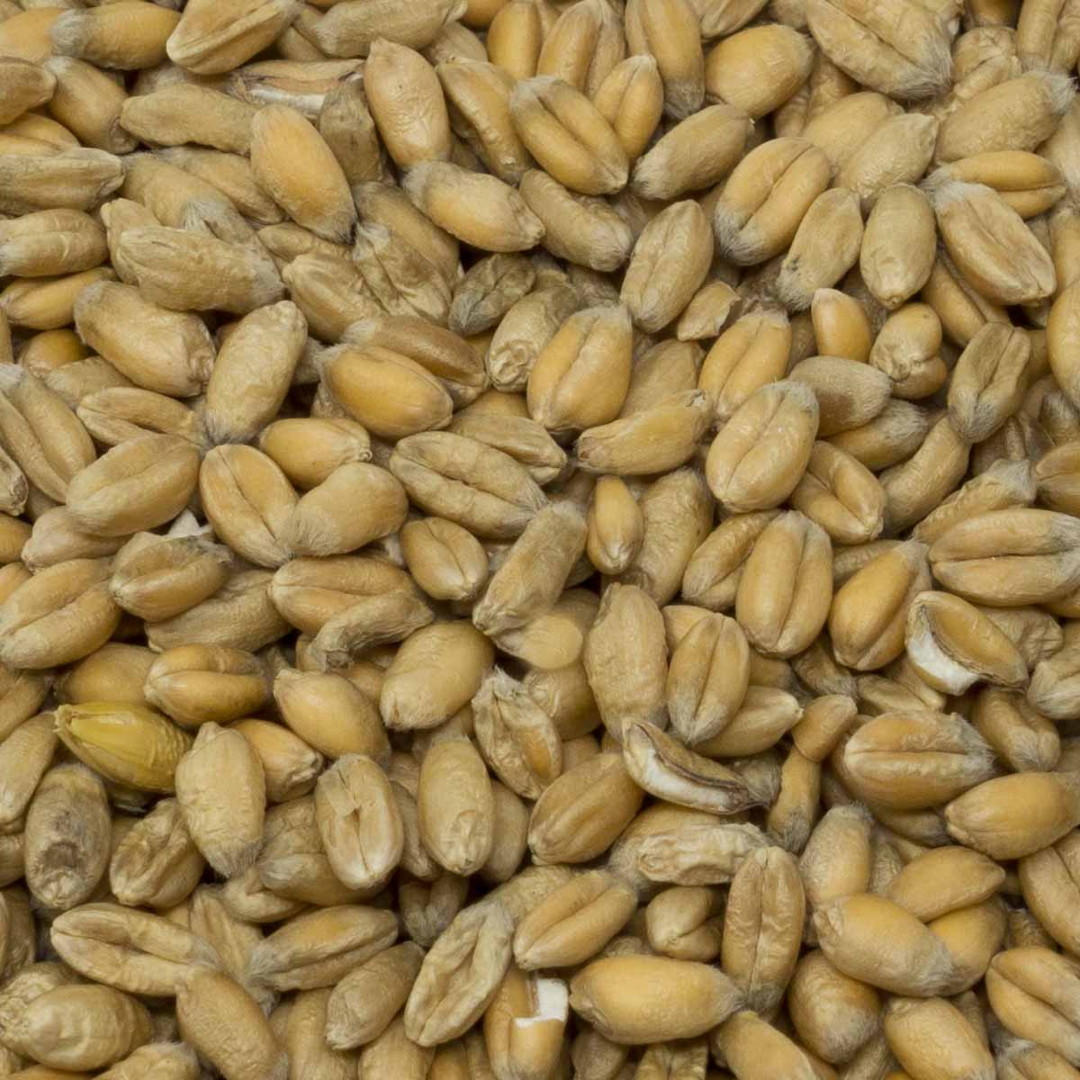 Leimüller Organic Wheat Premium 25 kg