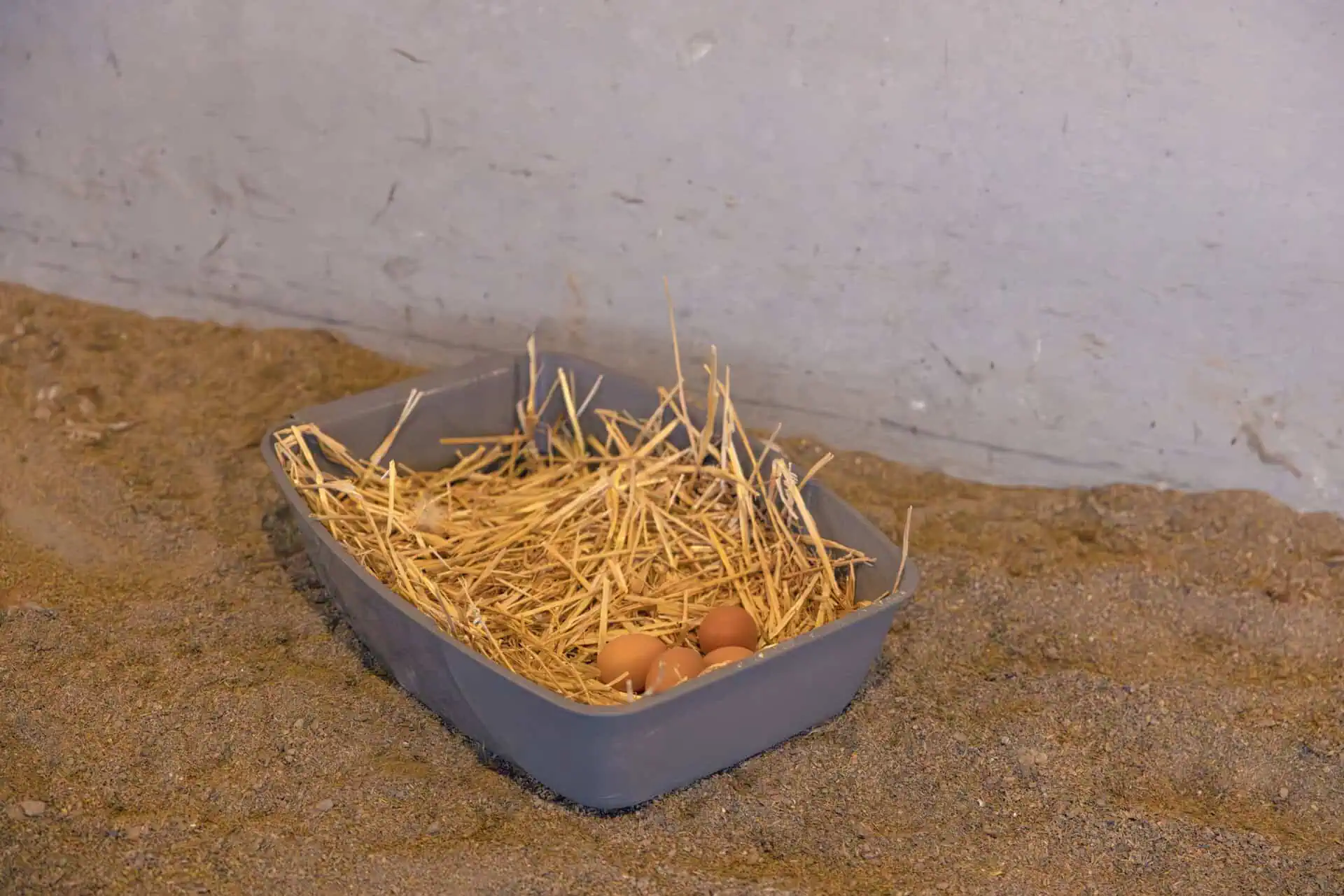 Laying Nest for Chickens