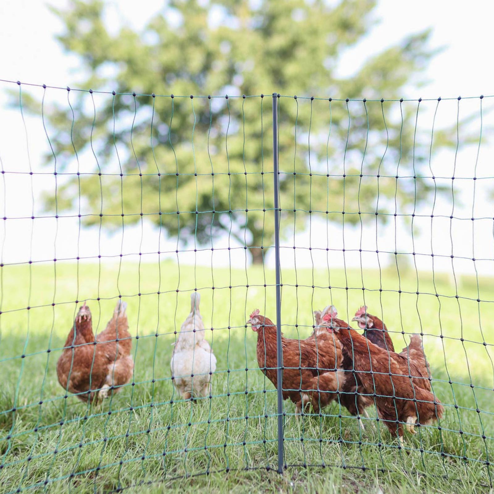Chicken Wire Fence for Feeding Poultry, Protecting Plants, Prevent Animals
