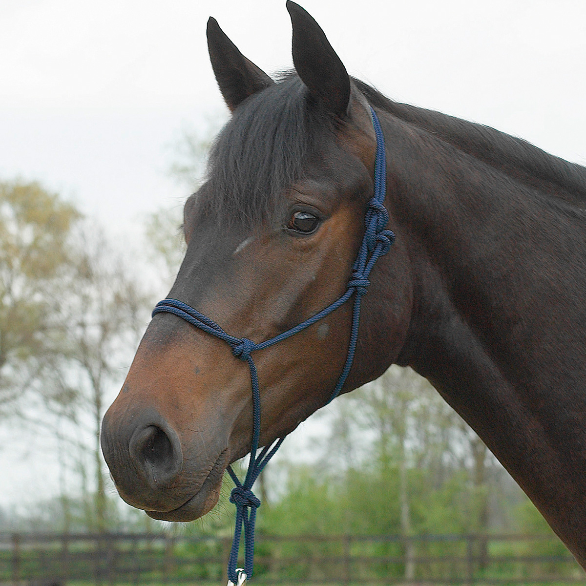 BUSSE Rope Halter STANDARD navy FULL