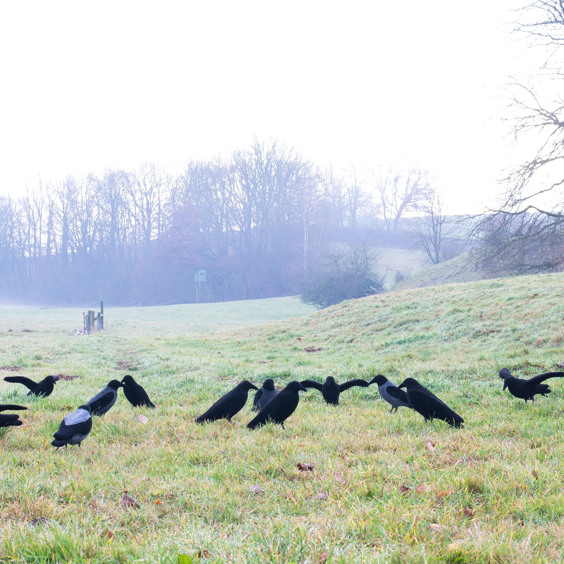 Flocked Fog Crow Full Body