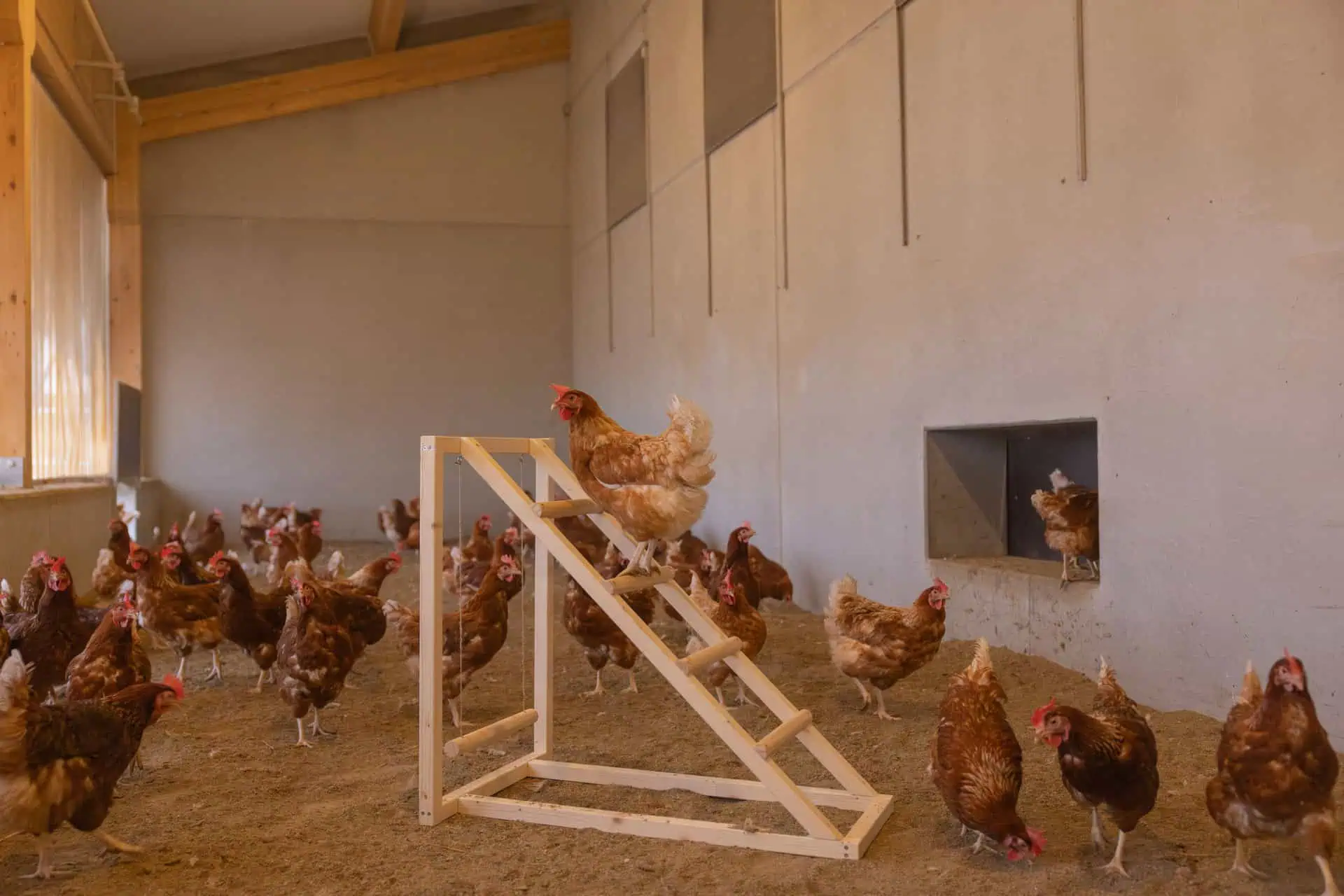 Kerbl Climbing Tower for Chickens