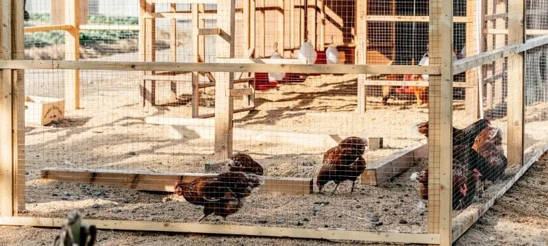 Poultry House And Accessories