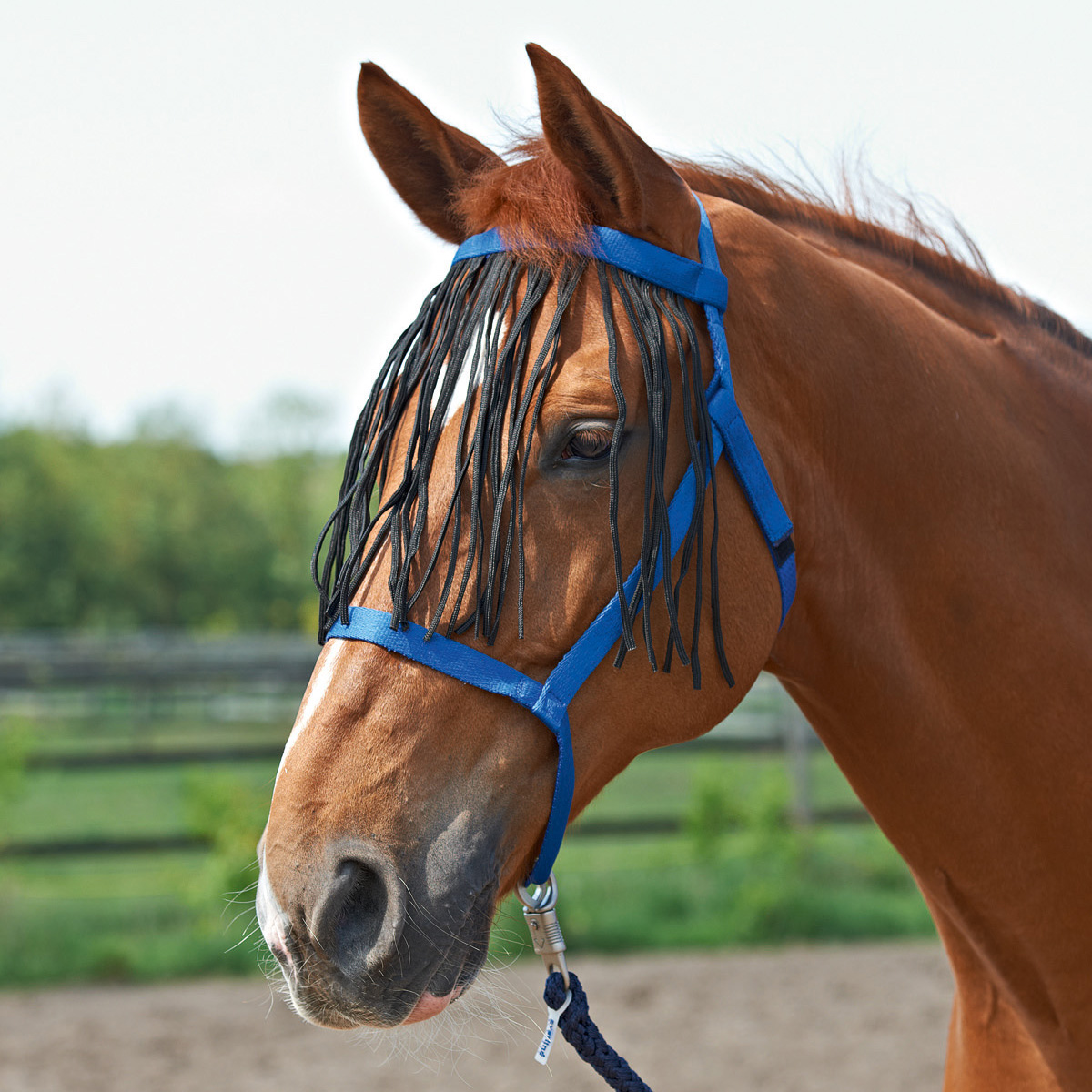 BUSSE Headcollar WEIDE-FRANSEN royalblue Pony