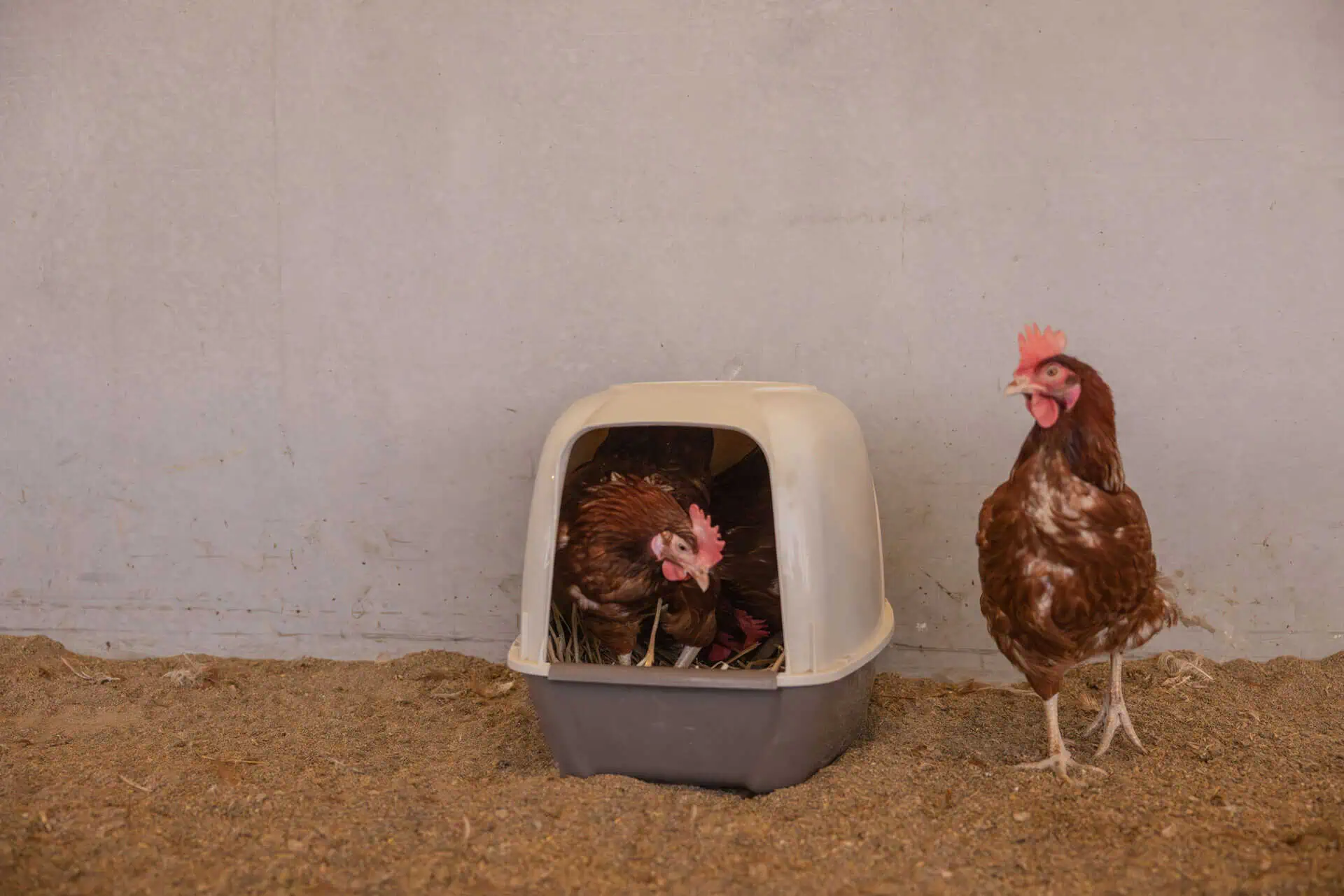 Laying Nest for Chickens