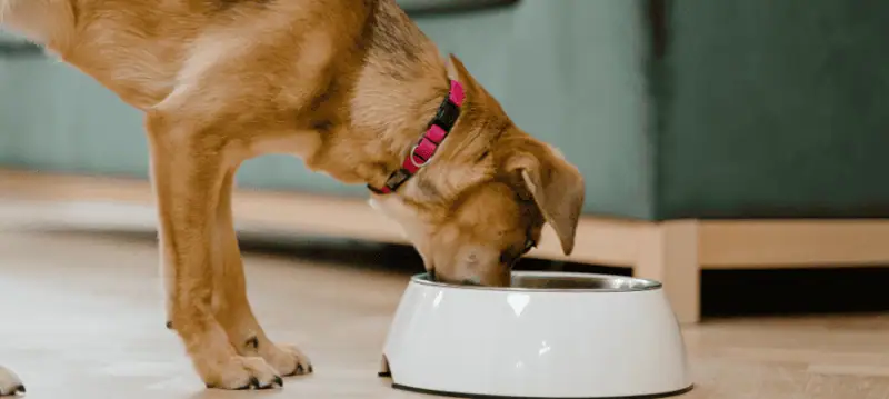Dog Feed